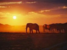 Sdliches Afrika, Zambia: Wildes Zambia - Elefantenherde bei Sonnenuntergang