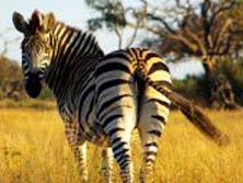 Sdliches Afrika, Zambia: Wildes Zambia - Wildes Zebra